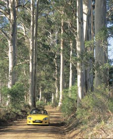 Mount Shadforth Scenic Drive - Inverell Accommodation 0