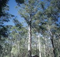 Diamond Tree Lookout Manjimup - Inverell Accommodation