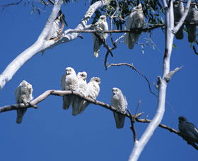 Carawine Gorge - Inverell Accommodation 0