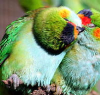 Rainbow Jungle - The Australian Parrot Breeding Centre - Inverell Accommodation