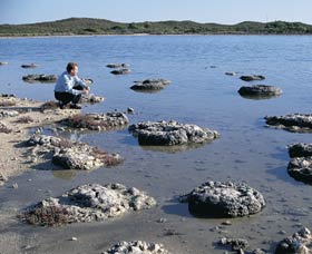 Lake Thetis Stromatolites - Inverell Accommodation 0