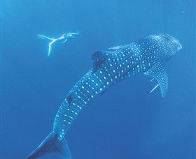 Ningaloo Marine Park - Inverell Accommodation 0