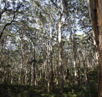 Boranup Karri Forest - Inverell Accommodation
