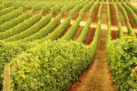Cullen Wines - Inverell Accommodation 0