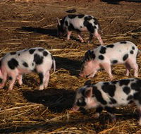 Will's Rare Breeds Farm - Inverell Accommodation