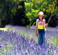 Brayfield Park Lavender Farm - Inverell Accommodation