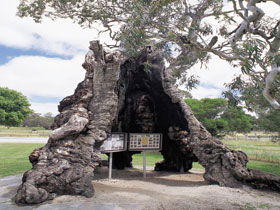 The Herbig Family Tree - Inverell Accommodation 0