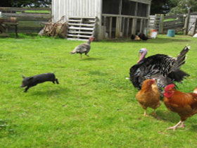 Echo Farm - Inverell Accommodation 0