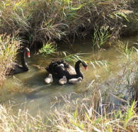 Tamar Island Wetlands Reserve and Interpretation Centre - Inverell Accommodation
