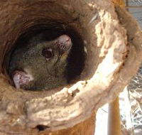 Mulga Sanctuary and Wildlife Park - Inverell Accommodation