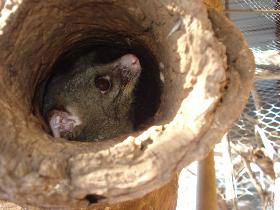 Mulga Sanctuary And Wildlife Park - Inverell Accommodation 0