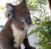 Glen-Forest Tourist Park - Inverell Accommodation
