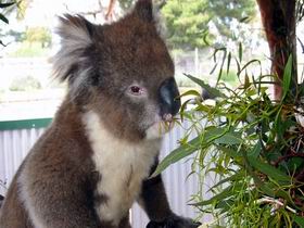 Glen-Forest Tourist Park - Inverell Accommodation 0
