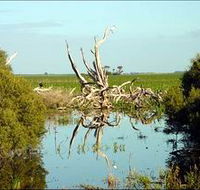 Bool Lagoon Game Reserve and Hacks Lagoon Conservation Park - Inverell Accommodation