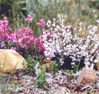 Stokes Bay Bush Garden - Inverell Accommodation