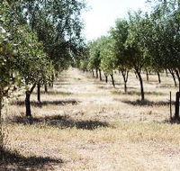 Talinga Grove Olive Oils - Inverell Accommodation