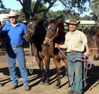 Coffin Bay Brumby Preservation Society Incorporated - Inverell Accommodation