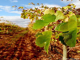 Mirabella Vineyards - Inverell Accommodation 0