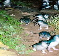 Penneshaw Penguin Centre - Inverell Accommodation