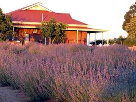 Bella Lavender Estate - Inverell Accommodation 0