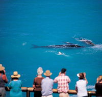 Whale Watching At Head Of Bight - Inverell Accommodation