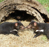 Wing's Wildlife Park - Inverell Accommodation