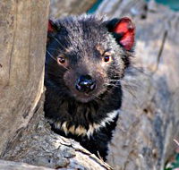 Trowunna Wildlife Sanctuary - Inverell Accommodation
