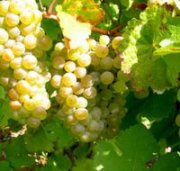 Winstead Vineyard - Inverell Accommodation