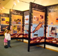 Platypus Experience - Inverell Accommodation