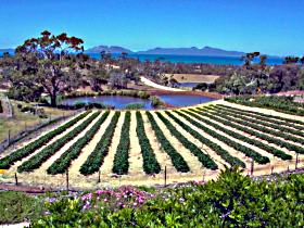 Kate's Berry Farm - Inverell Accommodation 0
