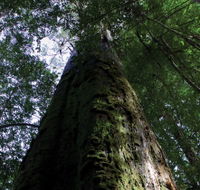 Styx Big Tree Reserve - Inverell Accommodation
