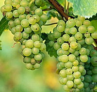 TP Vineyards - Inverell Accommodation