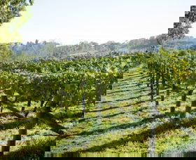 Surveyor's Hill Vineyards - Inverell Accommodation 0