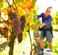 Native Point Wines - Inverell Accommodation
