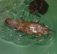 Platypus House - Inverell Accommodation