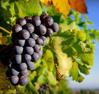 Panorama Vineyard - Inverell Accommodation