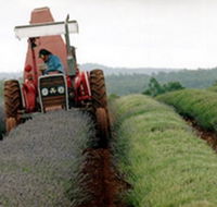 Bridestowe Lavender Farm - Inverell Accommodation