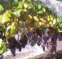 Palmara Vineyard - Inverell Accommodation