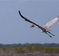 Gayngaru Wetlands Interpretive Walk - Inverell Accommodation