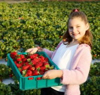 Strawberry Fields - Inverell Accommodation