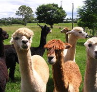 Banyandah Alpacas - Inverell Accommodation
