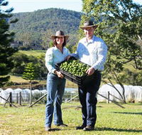 Hinterland Feijoas - Inverell Accommodation