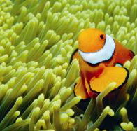 Thetford Reef Dive Site - Inverell Accommodation