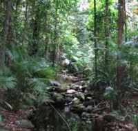 Mossman Gorge Rainforest Circuit Track Daintree National Park - Inverell Accommodation