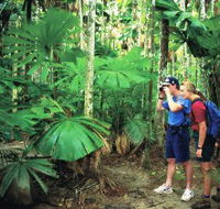 Mount Sorrow Ridge Trail Daintree National Park - Inverell Accommodation