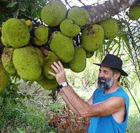 Cape Trib Exotic Fruit Farm - Inverell Accommodation