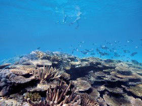 Australian Institute Of Marine Science - Inverell Accommodation 0