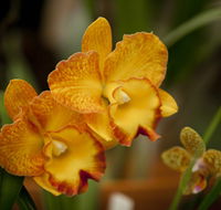 Queens Park - Orchid House - Inverell Accommodation