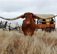 Texas Longhorn Wagon Tours and Safaris - Inverell Accommodation