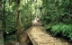 Lake Barrine Circuit Track, Crater Lakes National Park - thumb 0